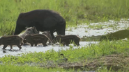 Thailand's Wild Side (2021)