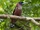 Banded Broadbill