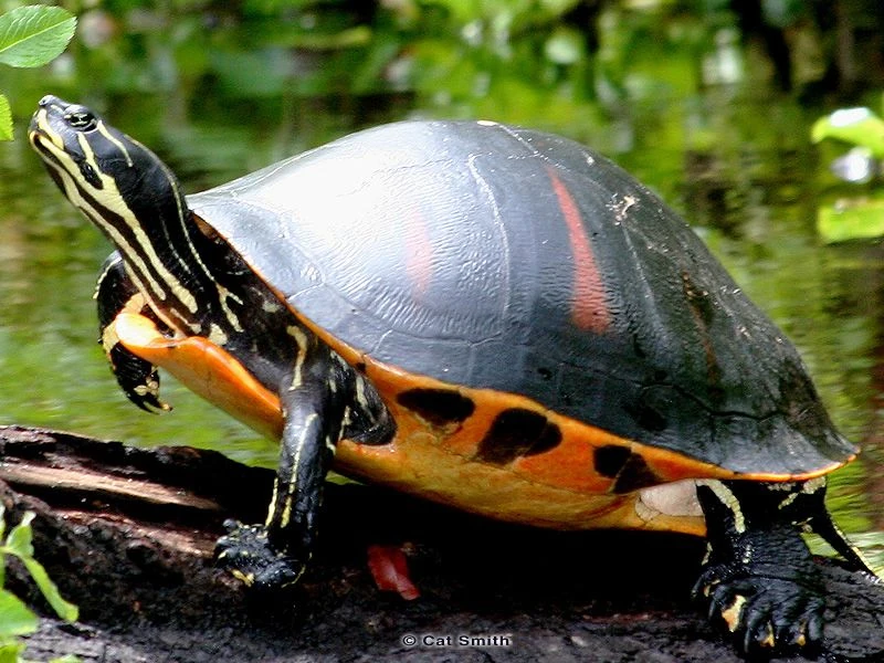Florida Red-bellied Cooter | NatureRules1 Wiki | Fandom