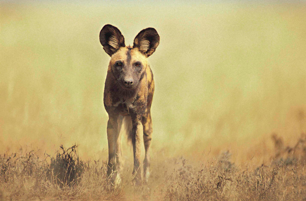 African Wild Dogs: On the Front Line