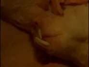 Battle of the Sexes in the Animal World (1999)