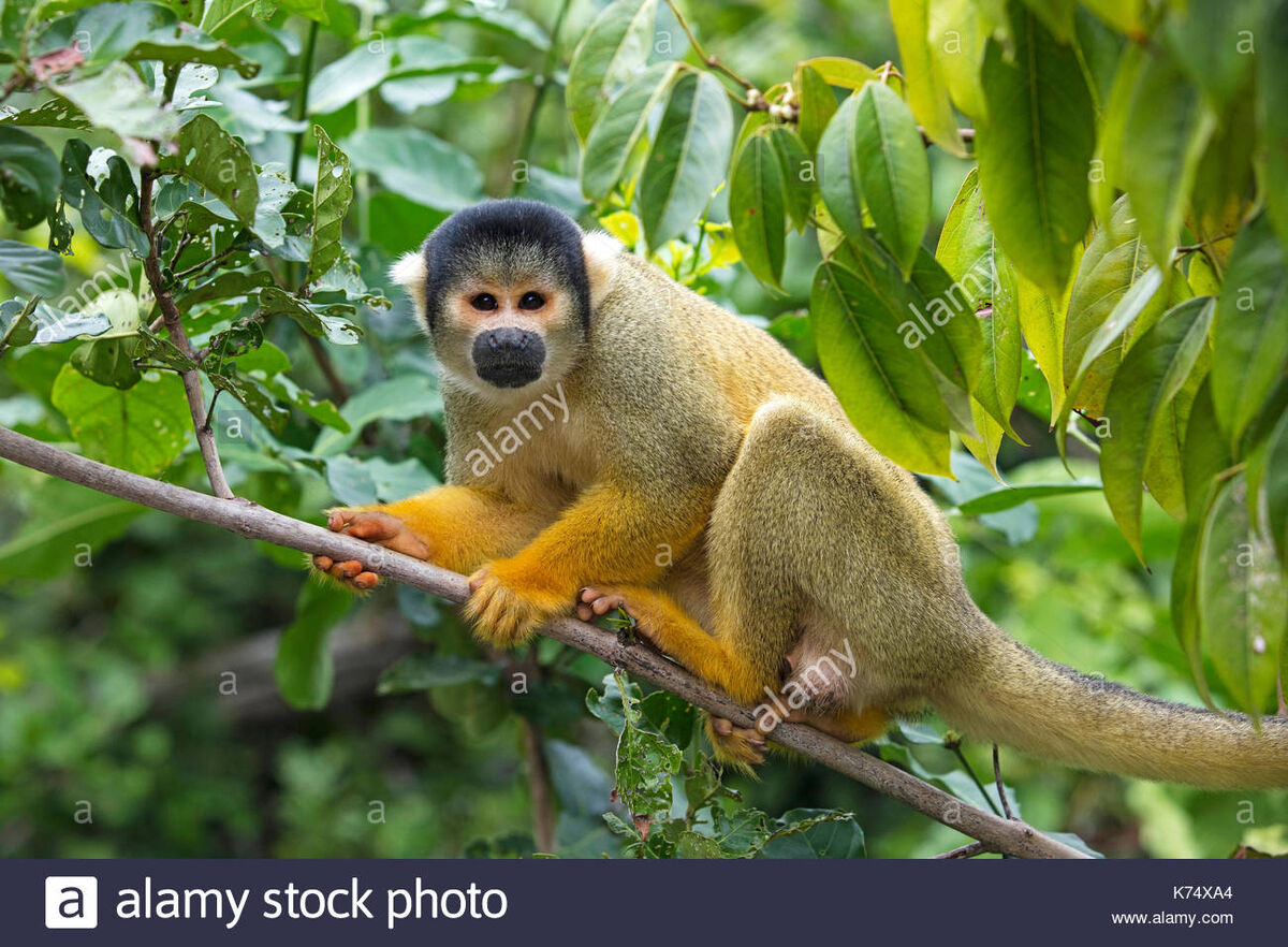 Black-capped Squirrel Monkey | NatureRules1 Wiki | Fandom