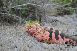 Galápagos Pink Land Iguana