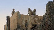 Jungle Animal Rescue (2020)