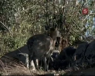 Serengeti Mosaic (1998)