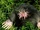 Star-nosed Mole