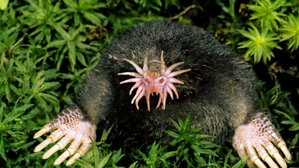 Star-nosed Mole | NatureRules1 Wiki | Fandom