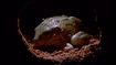 Water-holding Frog