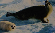 The Living World of Animals Harp Seal