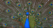 Triumph of Life (2001)