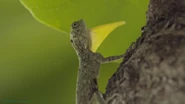 Wildest Islands of Indonesia (2016)