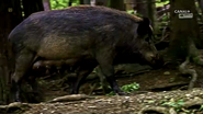 Carpathian Predators (2019)