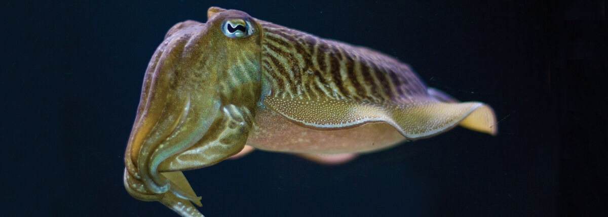 Common cuttlefish - Wikipedia