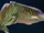 Common Cuttlefish