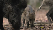 Europe's New Wild (2020)