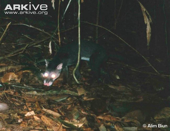 Hose's Palm Civet NatureRules1 Wiki Fandom