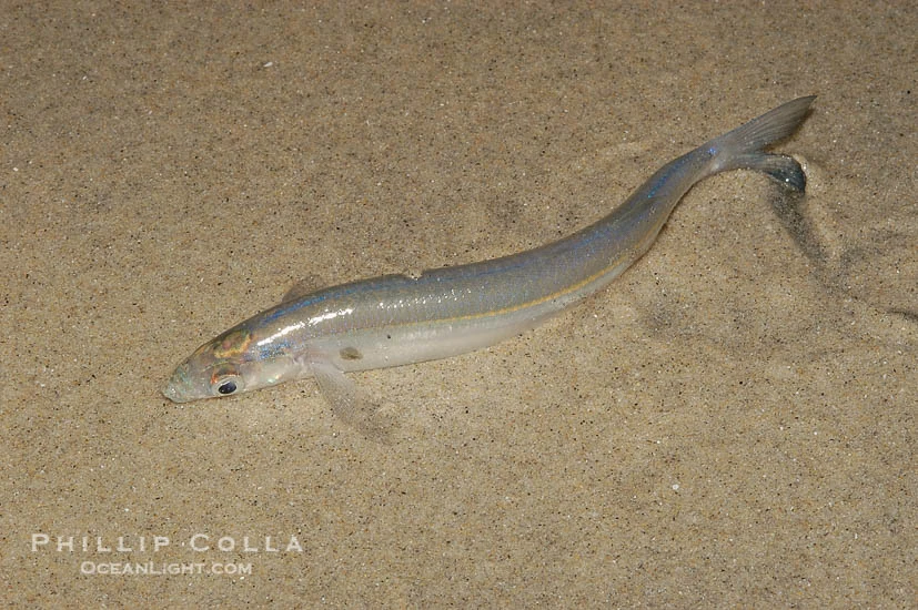 CategoryGrunions NatureRules1 Wiki Fandom