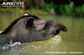 Lowland-tapir-swimming