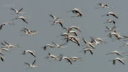 Miracle in the Marshes of Iraq (2011)