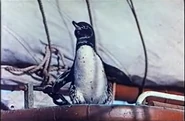 Under the Caribbean (1954)