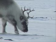 Wildest Arctic (1999)