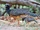 Bare-faced Curassow