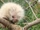 Brown Hairy Dwarf Porcupine