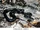 Eastern Ratsnake
