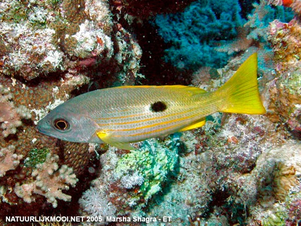 Blackspot Snapper | NatureRules1 Wiki | Fandom