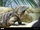 Cuban Rock Iguana