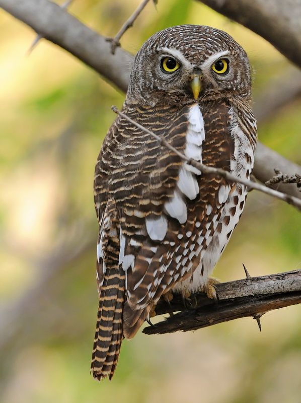 File:African Barred Owlet, Glaucidium Capense, In The Tree We Were Camped  Under At Savuti, Chobe National Park, Botswana Wikimedia Commons