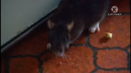 Infested! (2011-2013)