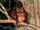 Red Giant Flying Squirrel