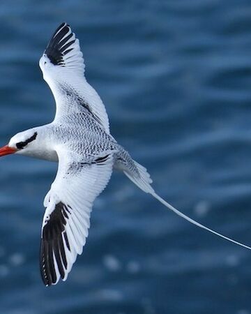 red tailed tropicbird