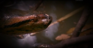 River Monsters (2009-2017)