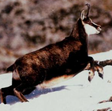 Chamois, Animals Wiki