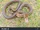 Ladder Snake