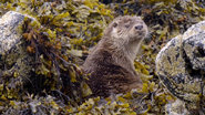 Wild Great Britain (2018)