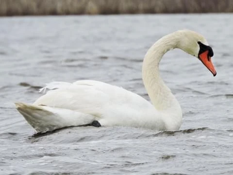 Category:Swans | NatureRules1 Wiki | Fandom