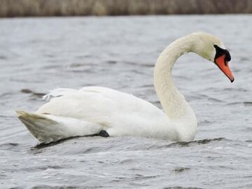 Mute Swan | NatureRules1 Wiki | Fandom