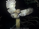 Tawny Owl