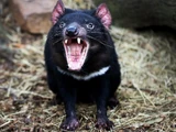 Tasmanian Devil