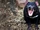 Tasmanian Devil