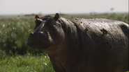 Dynasties II (2022)