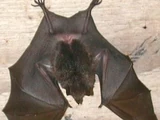 Pacific Sheath-tailed Bat