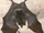 Pacific Sheath-tailed Bat