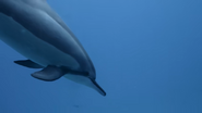 Ocean's Weirdest (2022)
