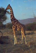 Reticulated giraffe