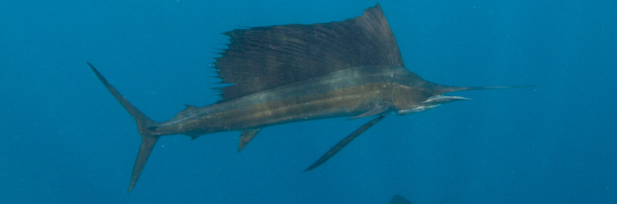 Atlantic Sailfish, NatureRules1 Wiki