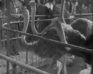 Zoo in Budapest (1933)
